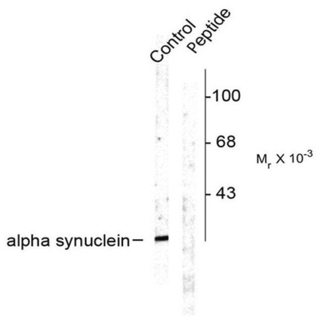 Anti-phospho-α Synuclein (Ser129) Antibody