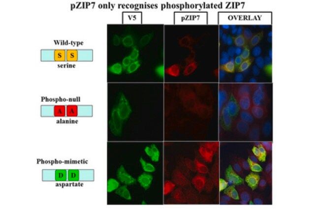 Anti-phospho-ZIP7 (Ser275/276) Antibody, clone 3-3-3