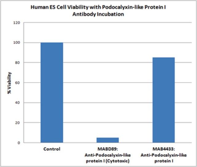 Anti-Podocalyxin-like protein I (Cytotoxic) Antibody, clone mAb 84