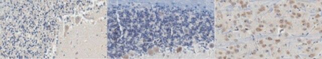 Anti-PSD95 Antibody, clone 3H4.3