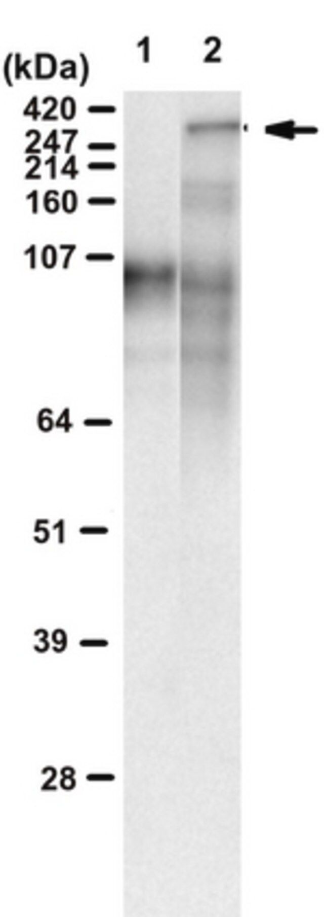 Anti-polyQ specific Antibody, clone MW1