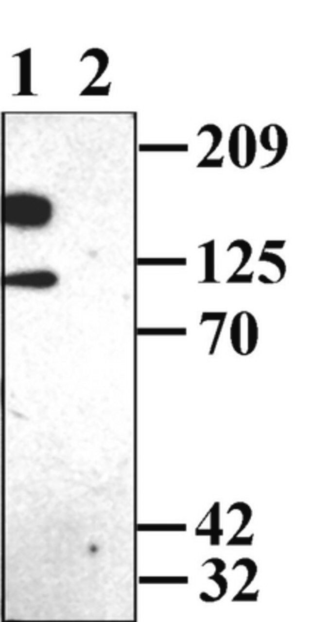 Anti-Potassium Channel Kv2.1 Antibody