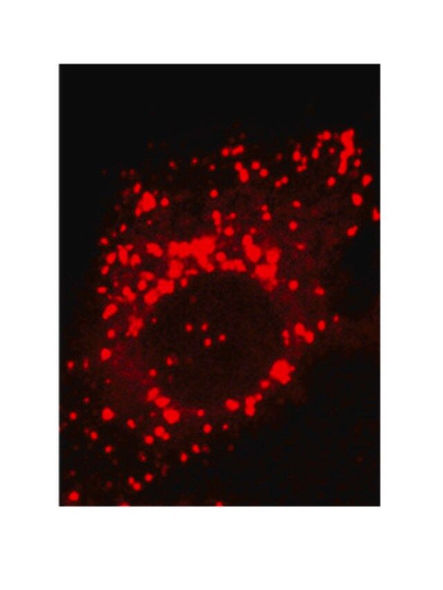 Anti-TPP1 Antibody, clone 2E12