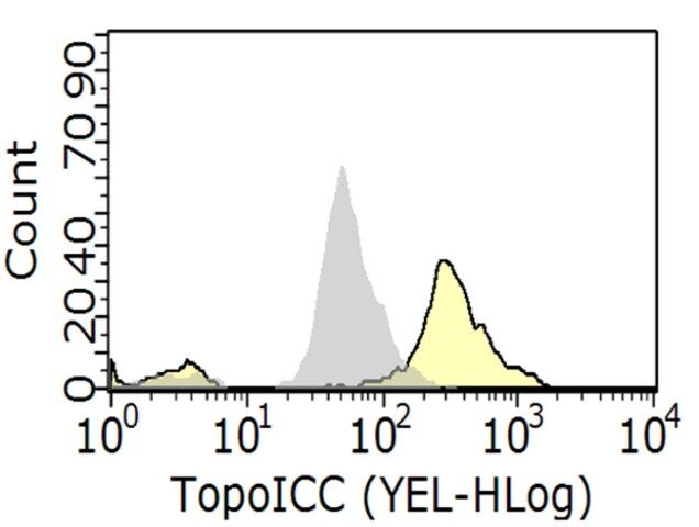 Anti-Topoisomerase I-DNA Covalent Complexes Antibody, clone 1.1A