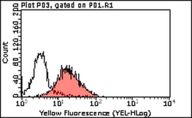 Anti-Tim3 Antibody, clone 2E2