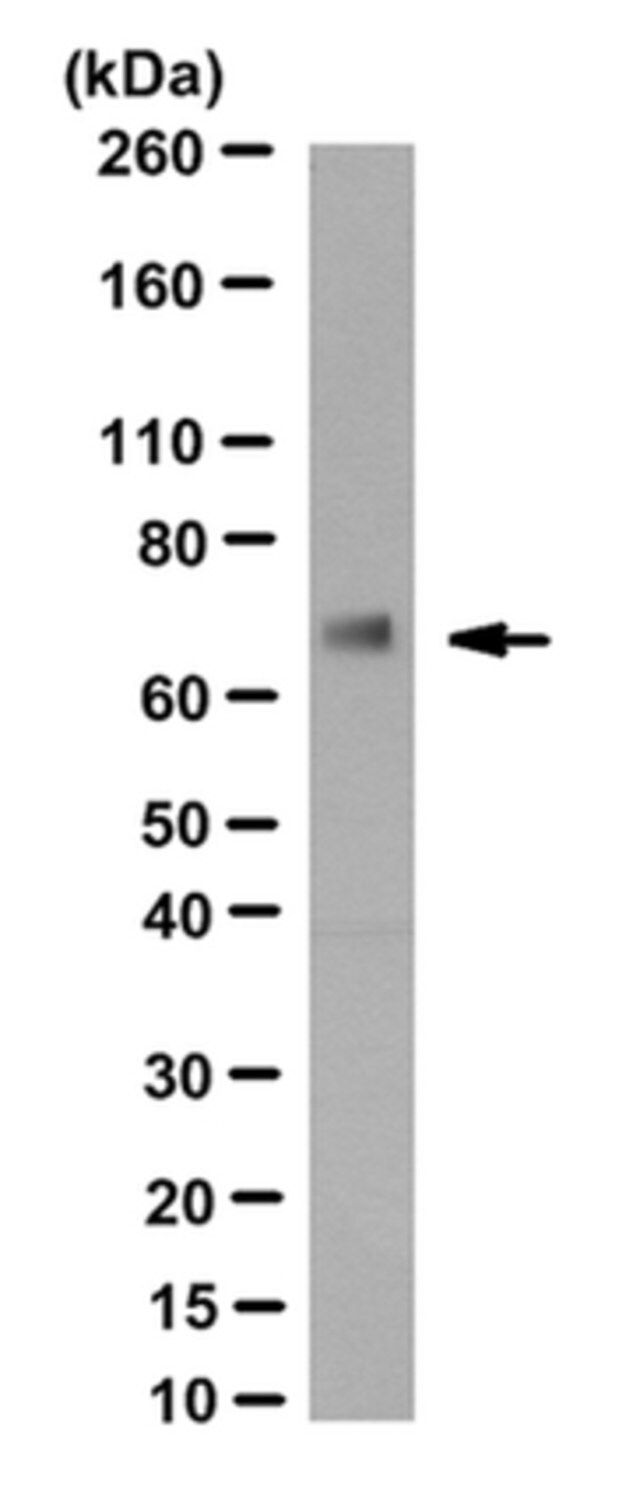 Anti-ZBTB7A Antibody, clone 13E9