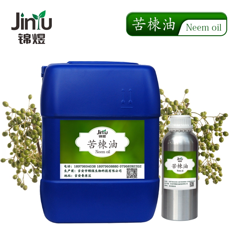 苦楝油图片