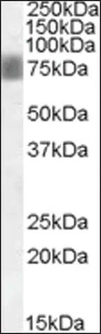 Anti-NUAK1 antibody produced in goat