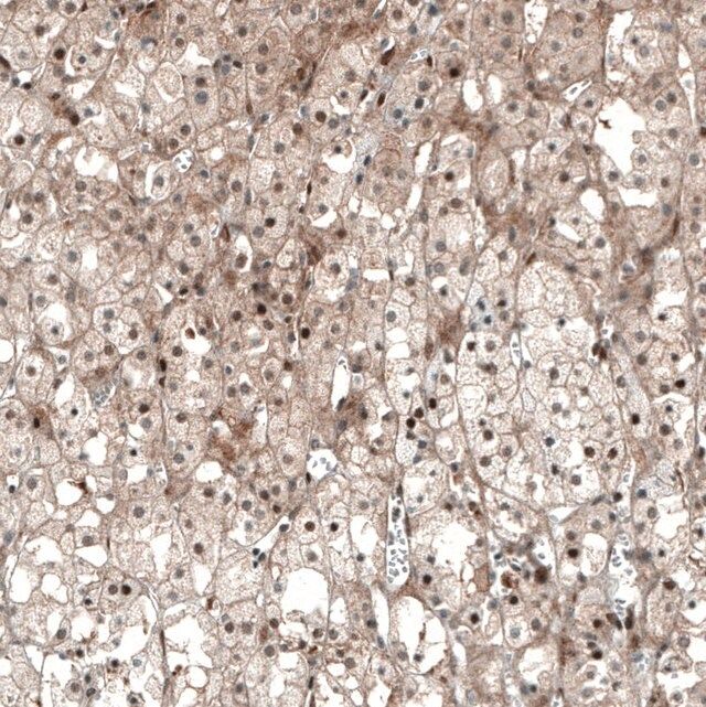 Monoclonal Anti-NR5A1 antibody produced in mouse