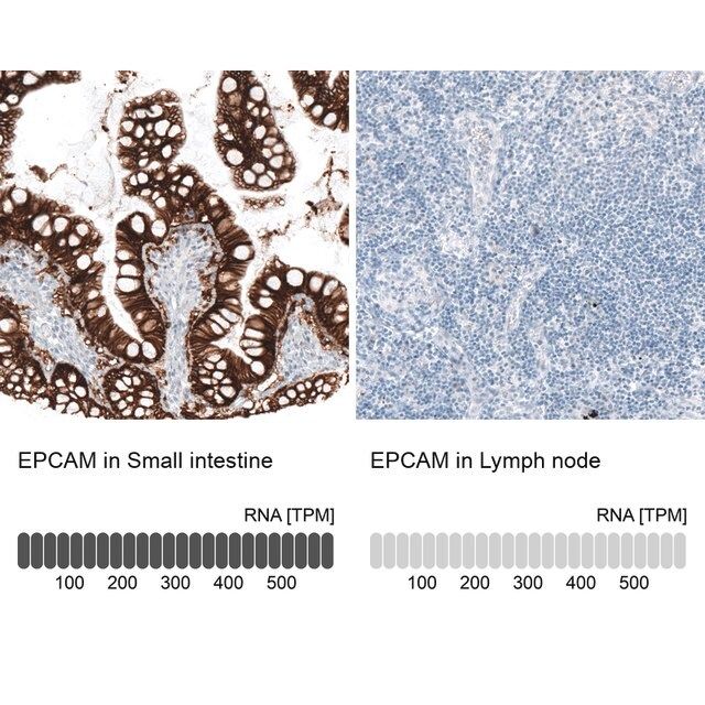 Monoclonal Anti-EPCAM antibody produced in mouse