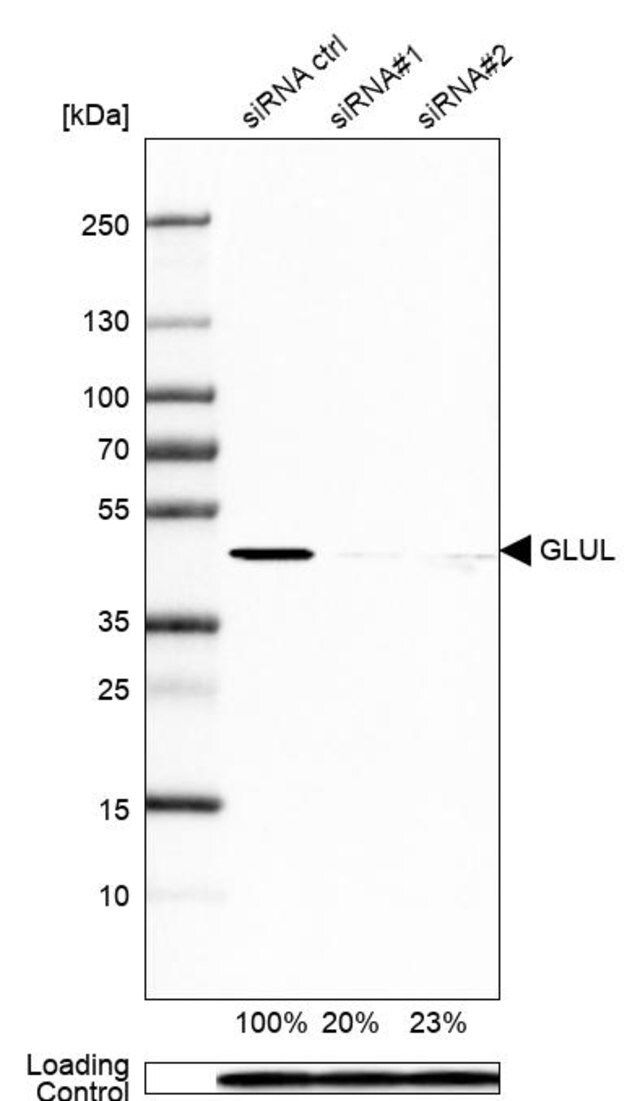 Monoclonal Anti-GLUL antibody produced in mouse