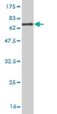 Monoclonal Anti-FAM62B antibody produced in mouse
