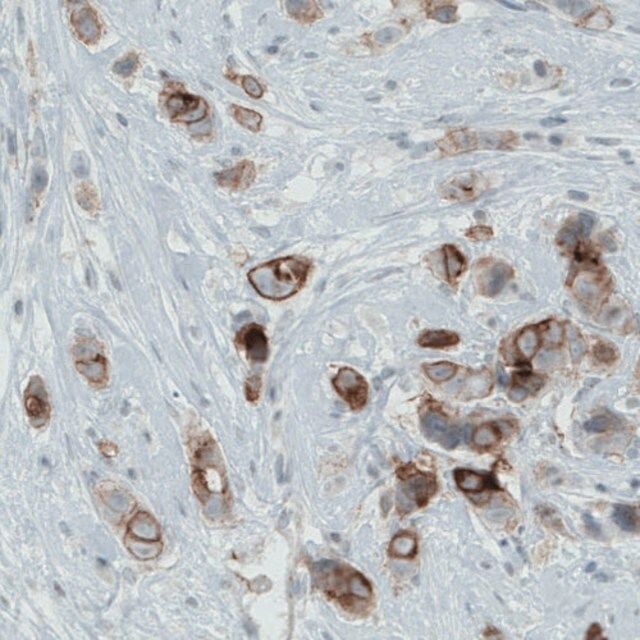 Monoclonal Anti-OCLN antibody produced in mouse
