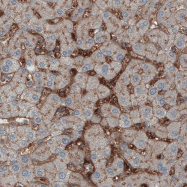 Monoclonal Anti-ITIH4 antibody produced in mouse
