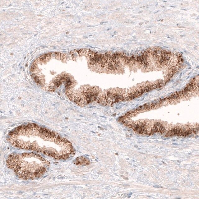 Monoclonal Anti-GRN antibody produced in mouse
