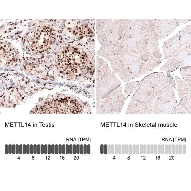 Monoclonal Anti-METTL14 antibody produced in mouse