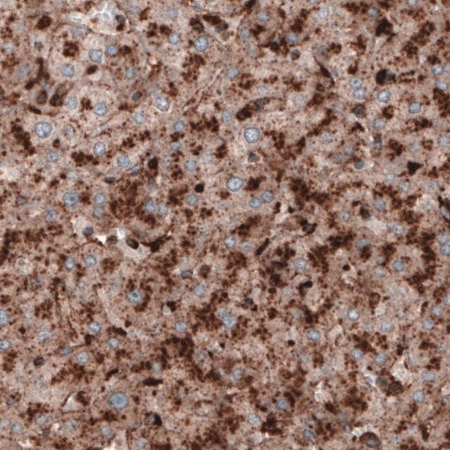 Monoclonal Anti-LAMP1 antibody produced in mouse