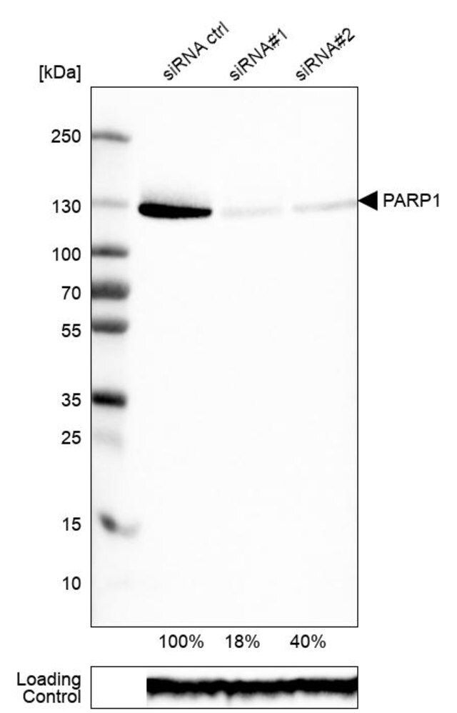 Monoclonal Anti-PARP1