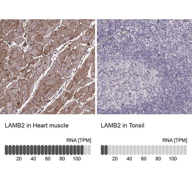 Monoclonal Anti-LAMB2 antibody produced in mouse