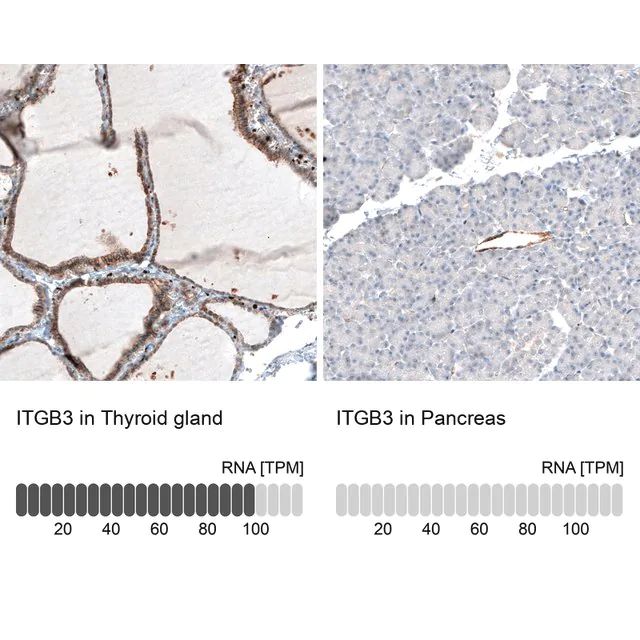 Monoclonal Anti-ITGB3 antibody produced in mouse