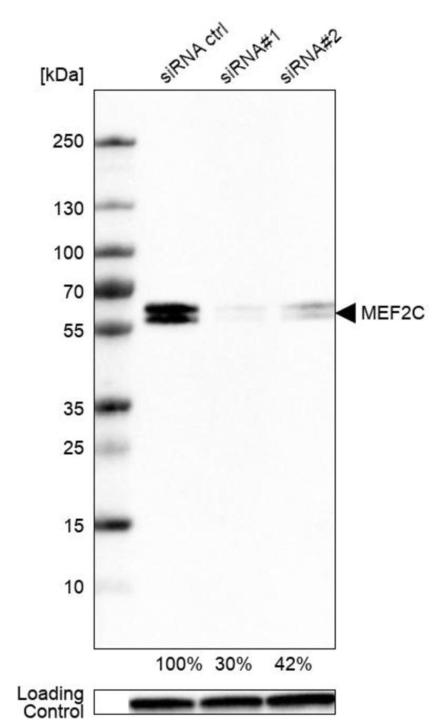 Monoclonal Anti-MEF2C antibody produced in mouse