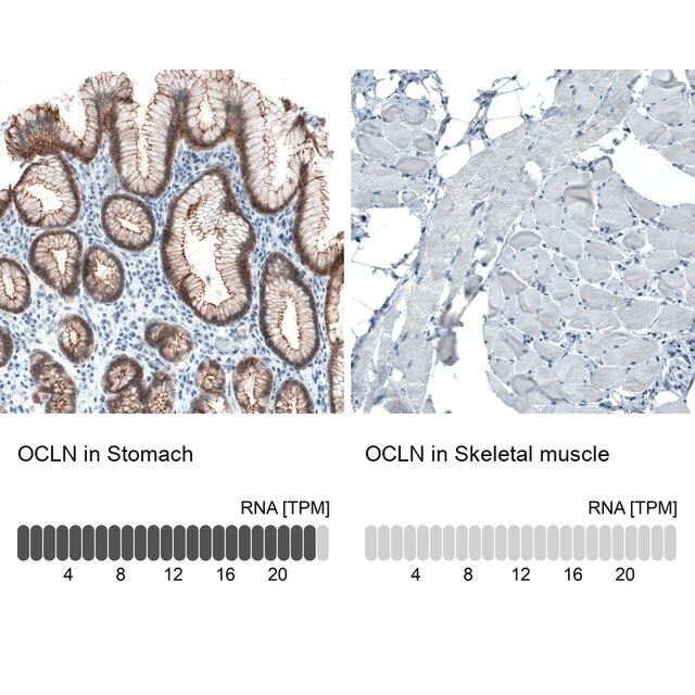 Monoclonal Anti-OCLN antibody produced in mouse