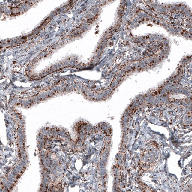 Monoclonal Anti-LAMP1 antibody produced in mouse