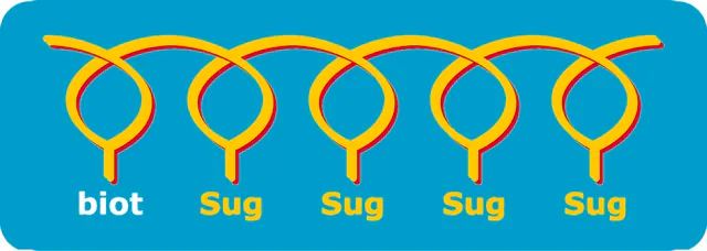 GN4(6-su)GN-C3-PAA-biot