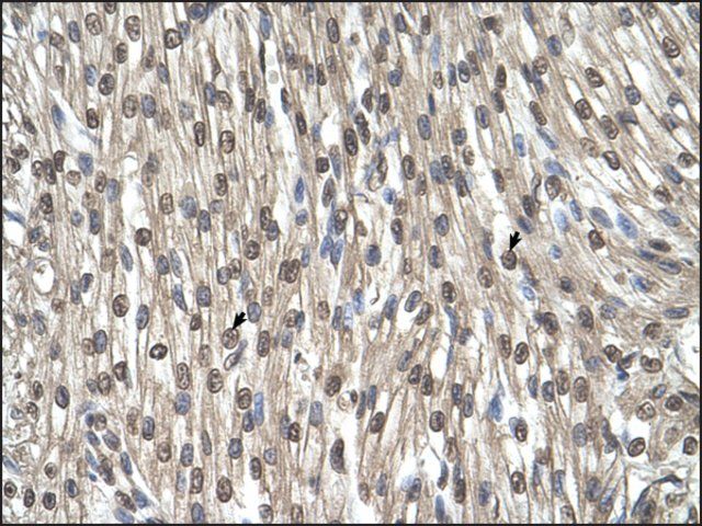 Anti-SHMT2 (AB2) antibody produced in rabbit