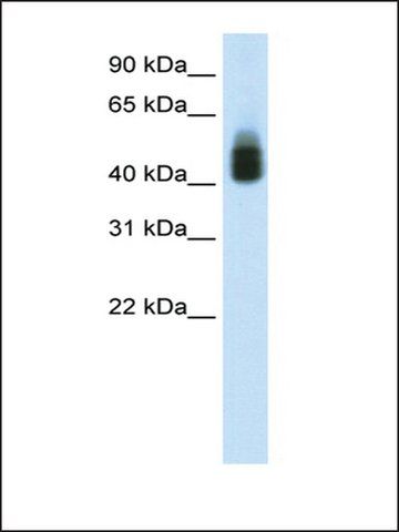 Anti-SOX3 (AB2) antibody produced in rabbit