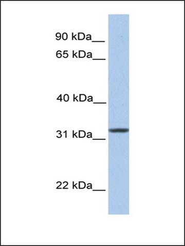 Anti-Siglec-12 (AB2) antibody produced in rabbit