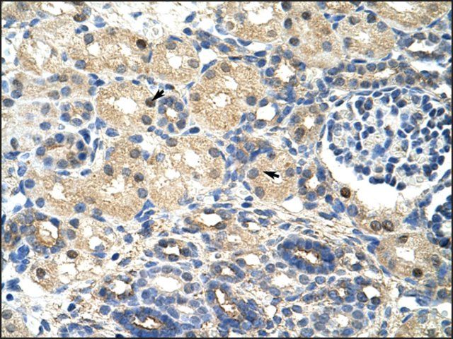 Anti-SRP14 antibody produced in rabbit