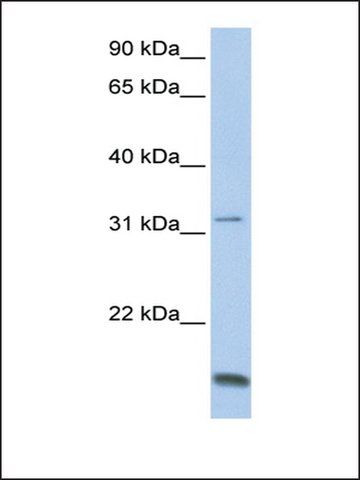 Anti-TCAP (AB1) antibody produced in rabbit