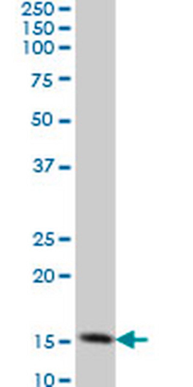 Anti-TOMM20 Mouse mAb (4F3)