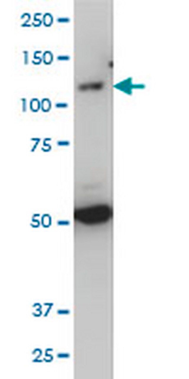 Anti-TLR7 Mouse mAb (2C9)