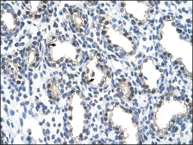 Anti-THOC4 antibody produced in rabbit