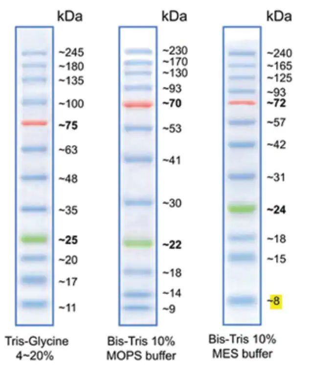 BLUeye Prestained Protein Ladder