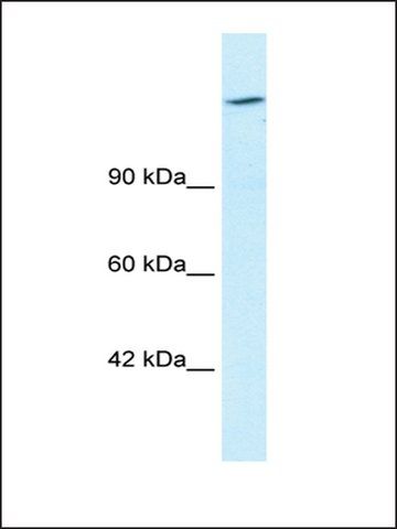 Anti-ARID4A antibody produced in rabbit