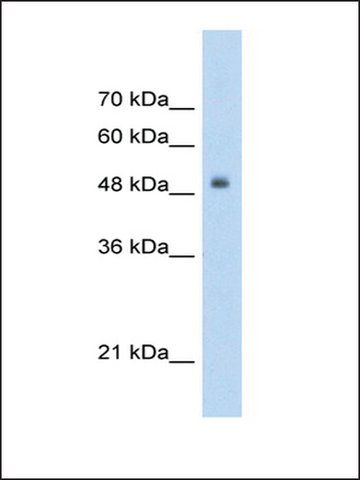 Anti-TCF3 (AB2) antibody produced in rabbit