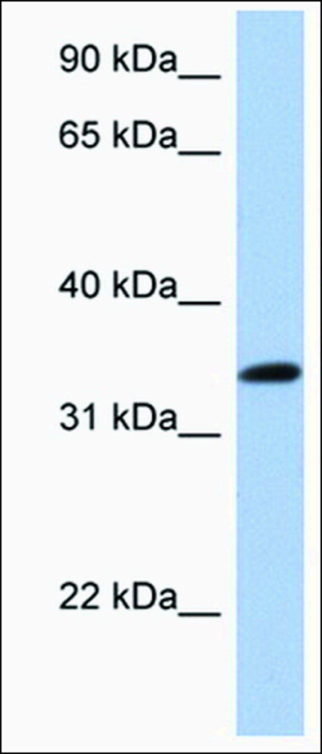 Anti-CREB1 (AB2) antibody produced in rabbit