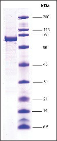 STAT4 human