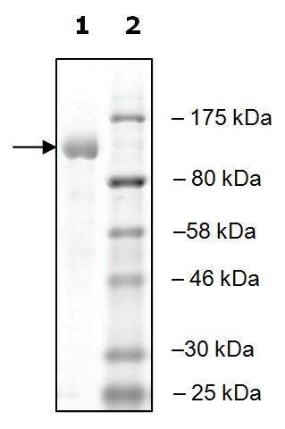 UBE1 active human