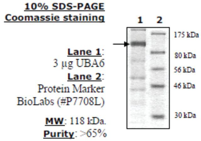 UBA6 (UBE1L2) Active human