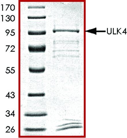 ULK4, GST tagged human