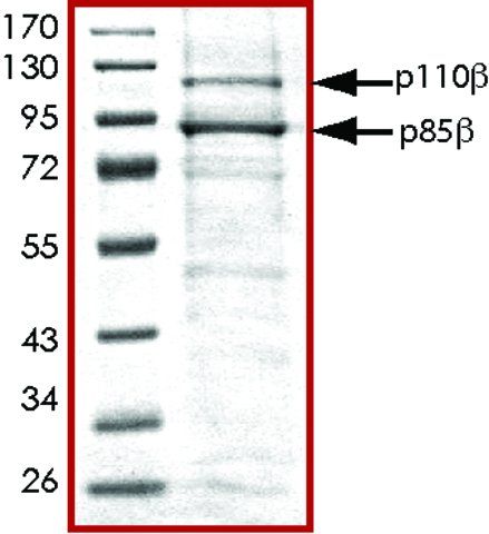 PI3K (p110-β/p85-β), active, His tagged human