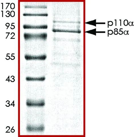 PI3K (p110-α/p85-α), active, His tagged from mouse and human