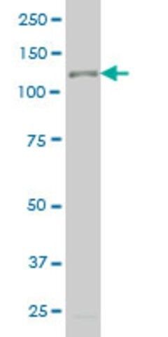Monoclonal Anti-TTF2 antibody produced in mouse