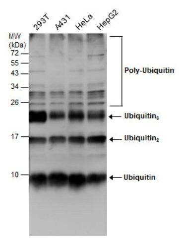 Monoclonal Anti-Ubiquitin antibody produced in mouse