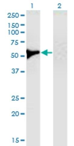 Monoclonal Anti-UGDH, (C-terminal) antibody produced in mouse