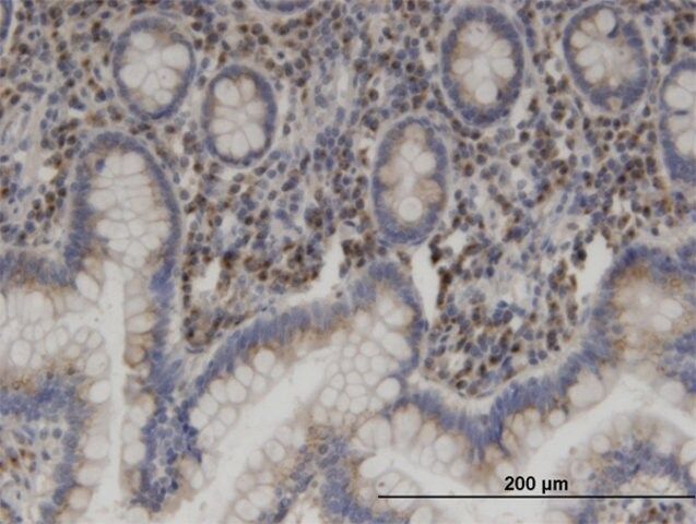 Monoclonal Anti-USO1 antibody produced in mouse